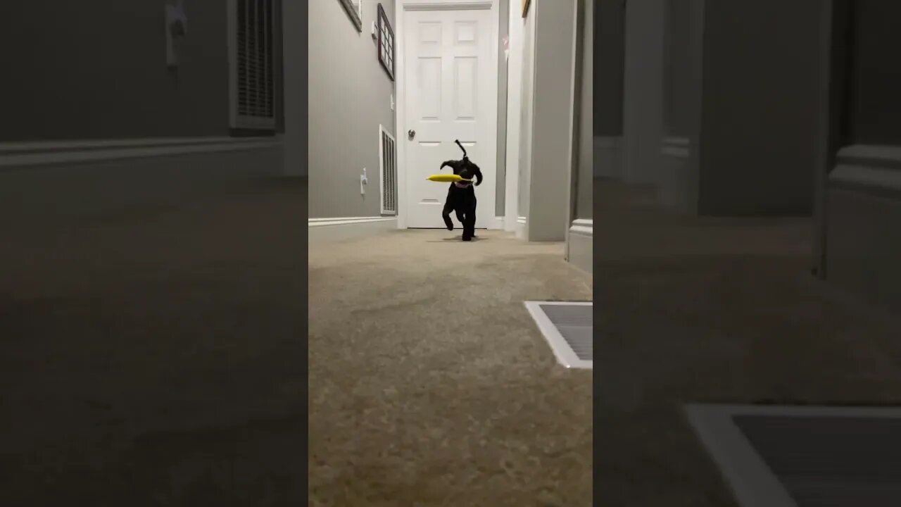 Puppy learning to fetch. Might as well jump. #puppy #jump #flyingbeast #dog #cutedog #funny ￼