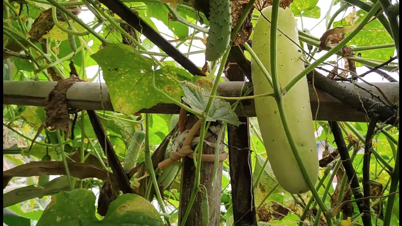 Local Cucumber growing! Farming, Agriculture