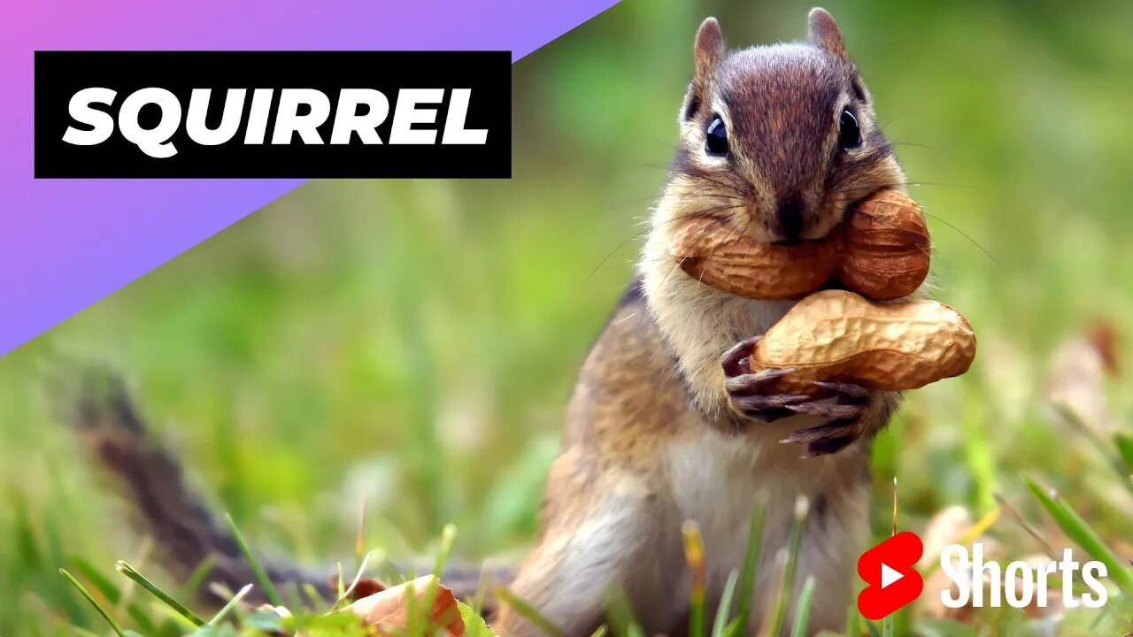 Squirrel 🐿 On The Most Intelligent Animals In The World #shorts