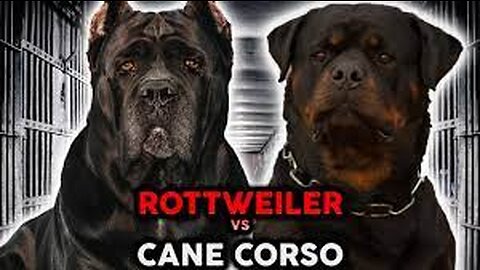 Cane Corso vs Rottweiler - Video