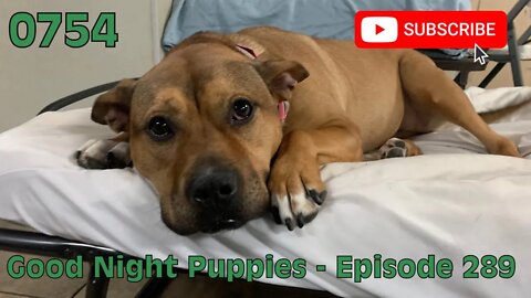 [0754] GOOD NIGHT PUPPIES - EPISODE 289 #dogs #doggos #doggies #puppies #dogdaycare