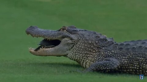 Golf Course Gator helps a turtle back to the lake