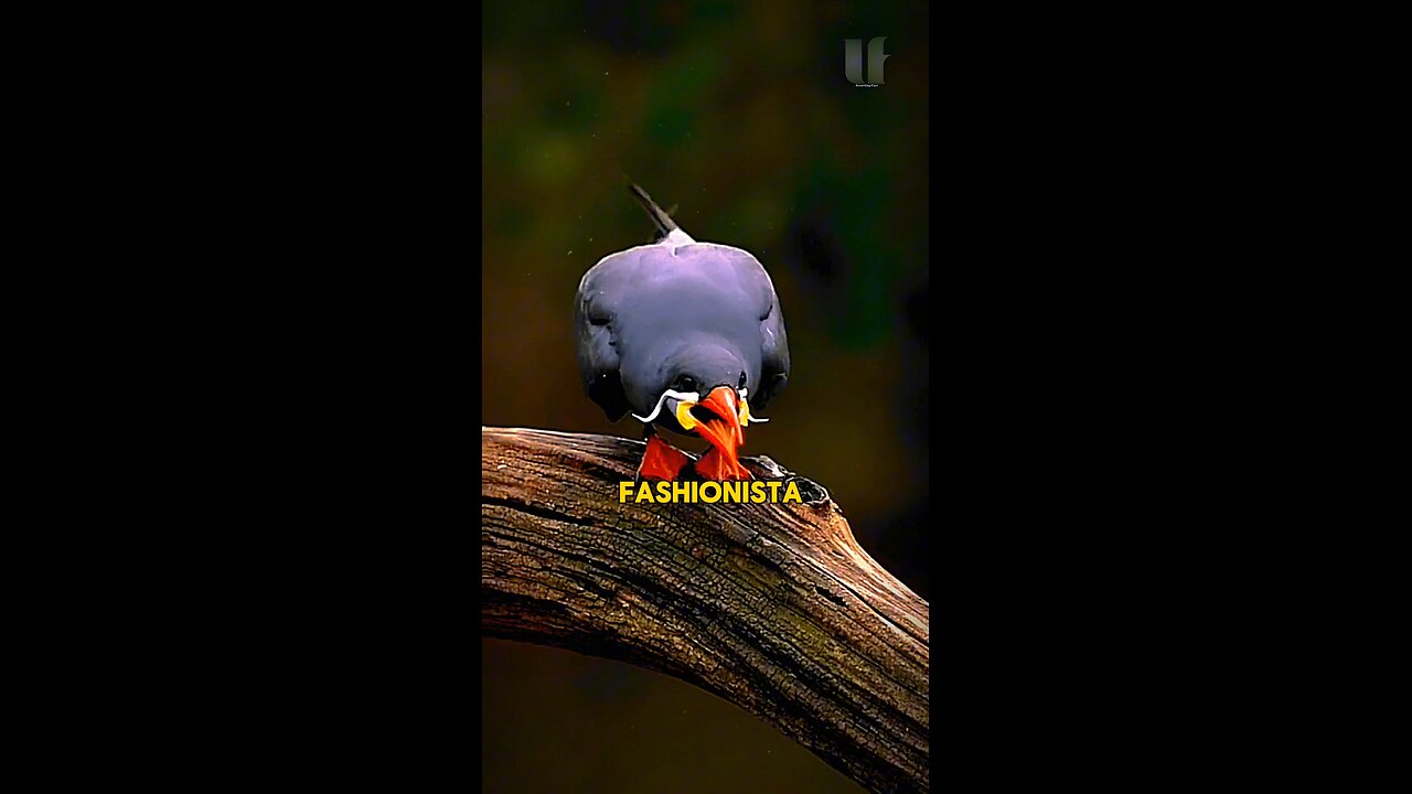 Inca Tern Facts Short Video!