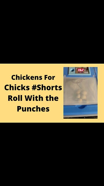 Incubator Problems Roll With The Punches #Shorts