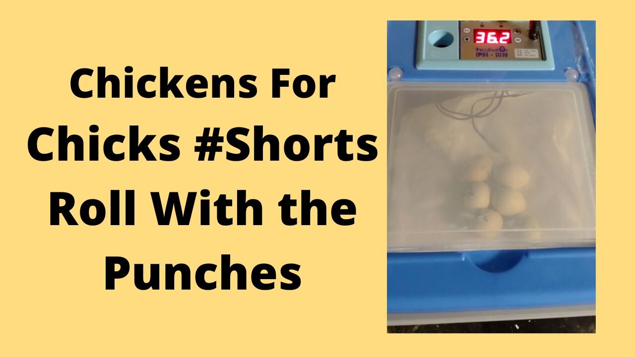 Incubator Problems Roll With The Punches #Shorts