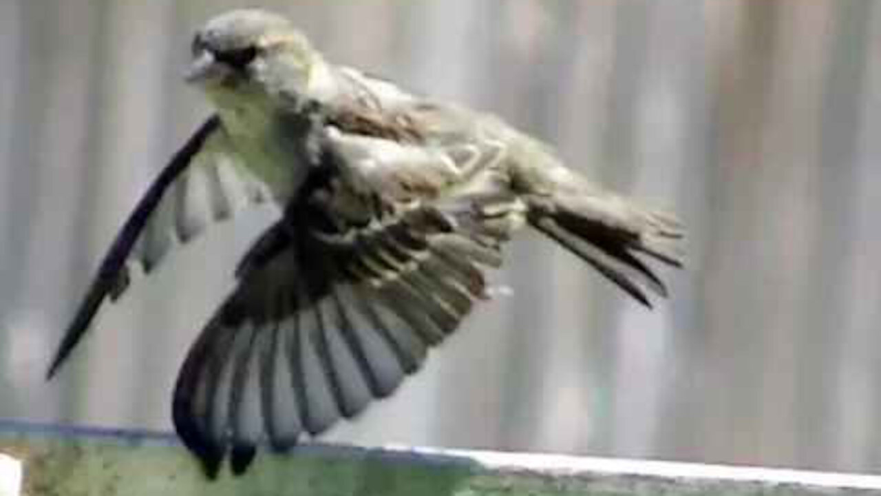 IECV NV #337 - 🐤 House Sparrows In The Yard 5-23-2017