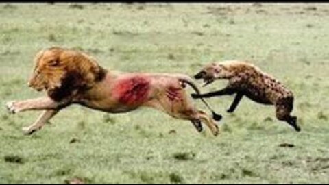 Amazing wild animals fight