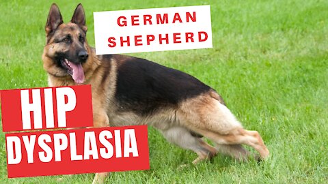 German Shepherd Hip Dysplasia