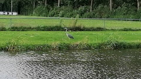 Beautiful long leg bird