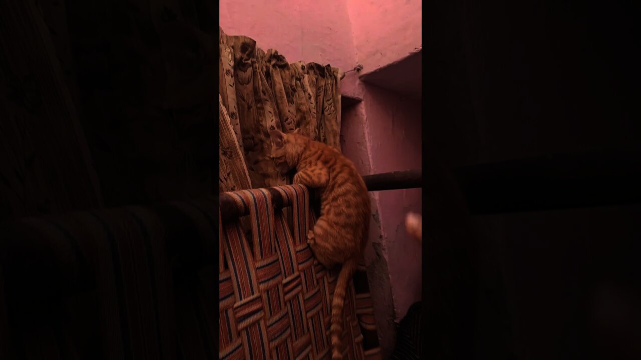 Funniest Cats and dogs. cute kitten 😹 - Don't try to hold back Laughter 😂 - Funny Cats Life