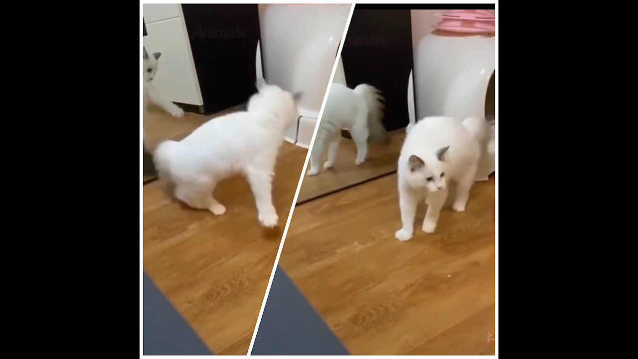 Cat plays with its twin in the mirror