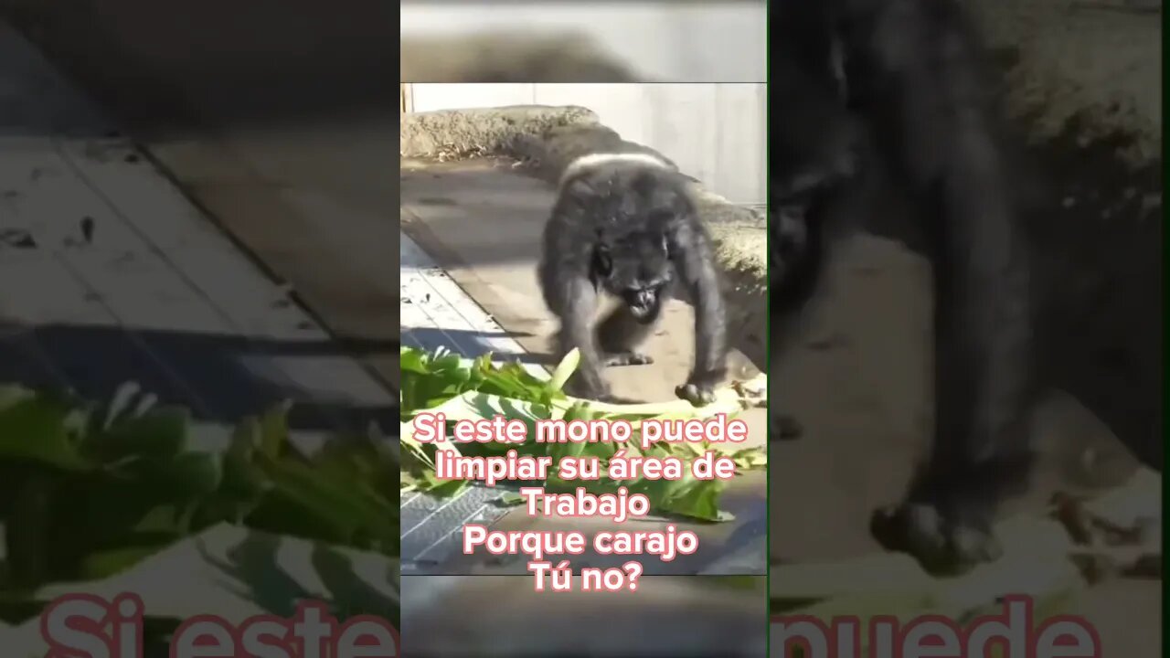 Limpiar no mata๐๐