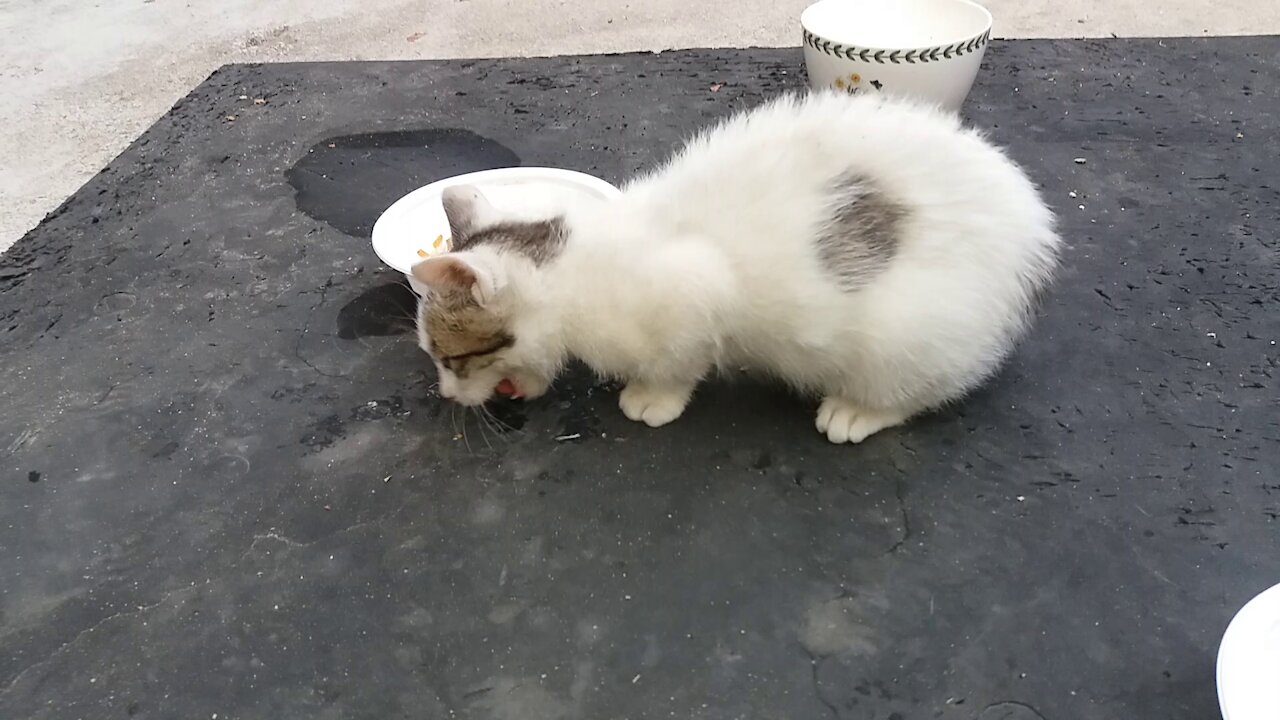 Give the bribe.(44day old cat - part11)