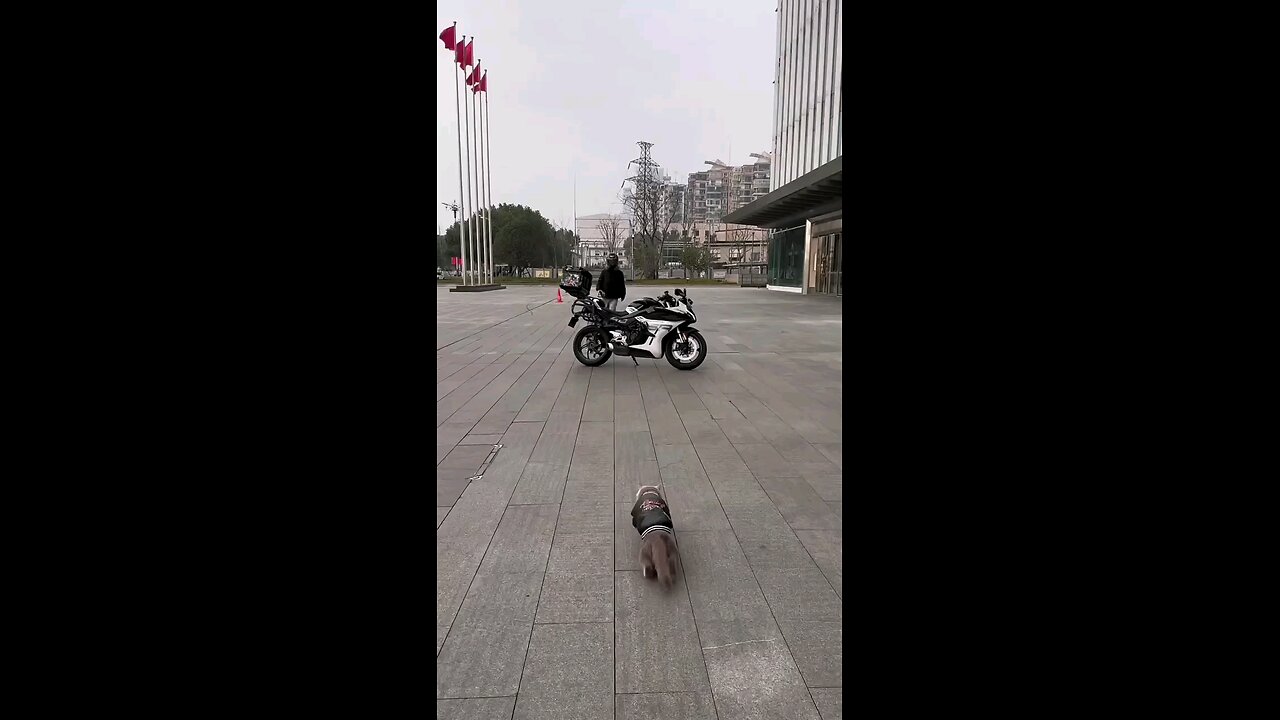 motorcycle dog