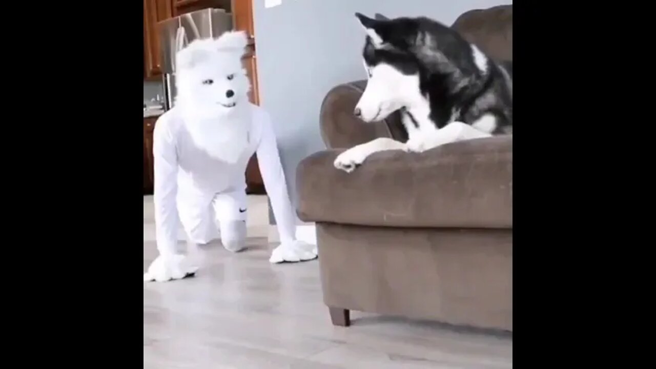 He really scared🤣🤣😂 Funny dog video