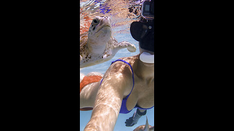 Friendly Sea Turtles