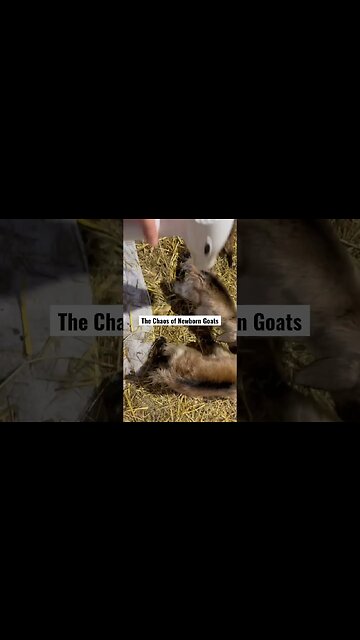 These First Few Moments are Chaotic #shorts