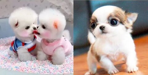 Baby cut dog video | fun and cut dog video | small dog play