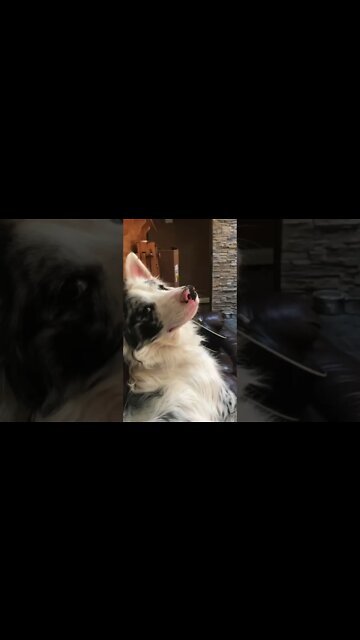 Hooman vs Border Collie Zap Collar Challenge