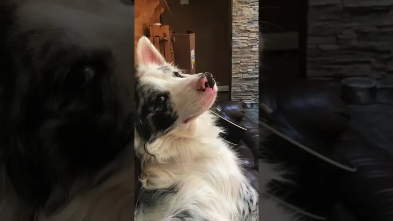 Hooman vs Border Collie Zap Collar Challenge