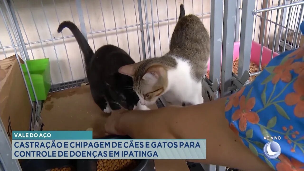 Vale do Aço: Castração e Chipagem de Cães e Gatos para Controle de Doenças em Ipatinga.