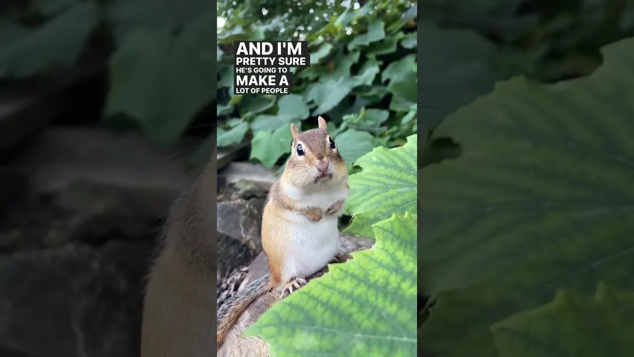 Innocent and Confused Charlie The Squirrel