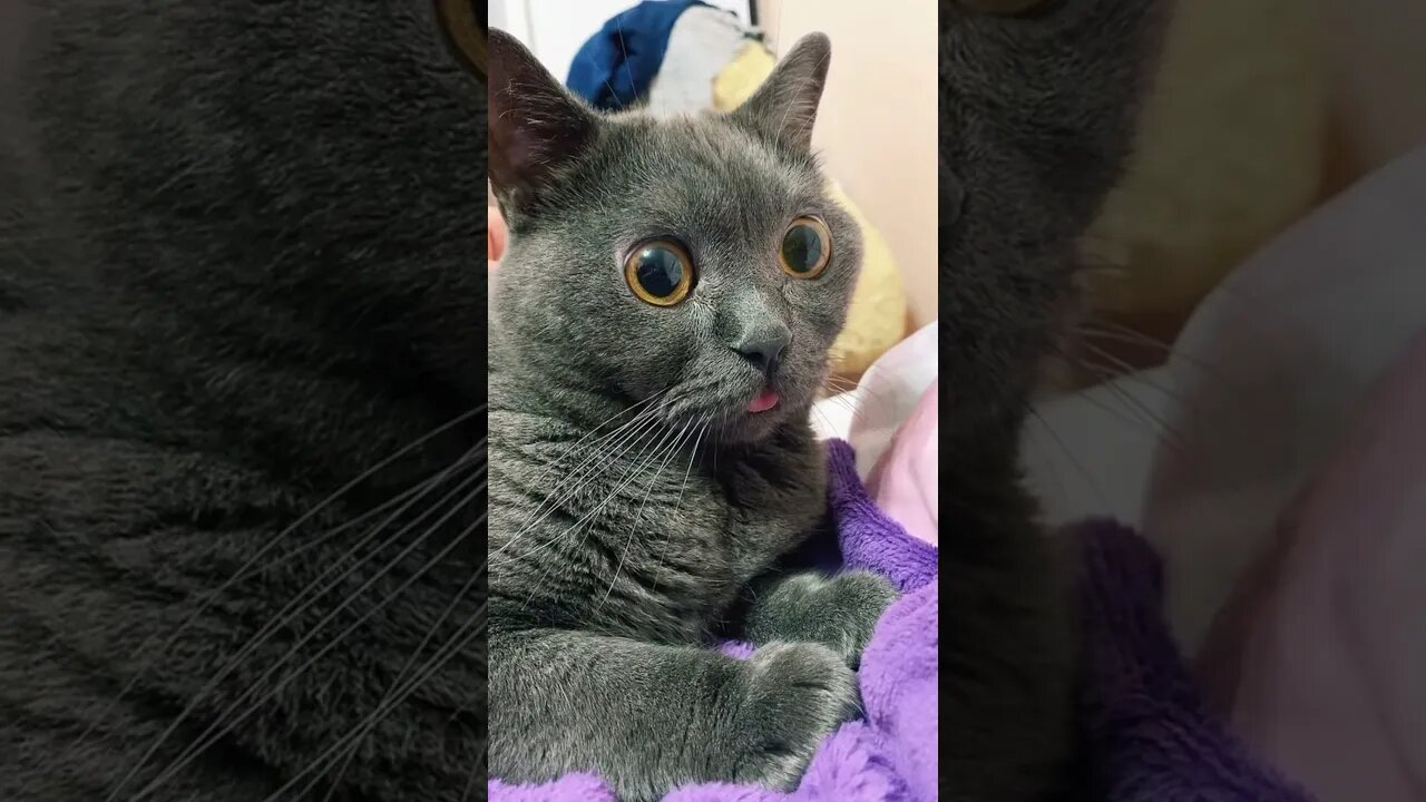 #shorts Смешные Коты Из Тик Тока 89 Funny Cats From Tiktok