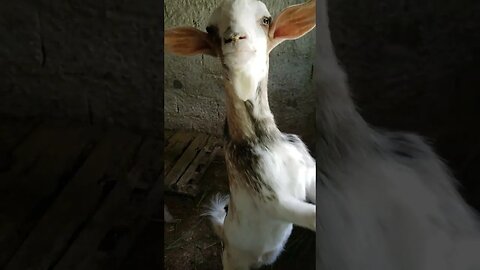 Bode da Chácara Ebenézer