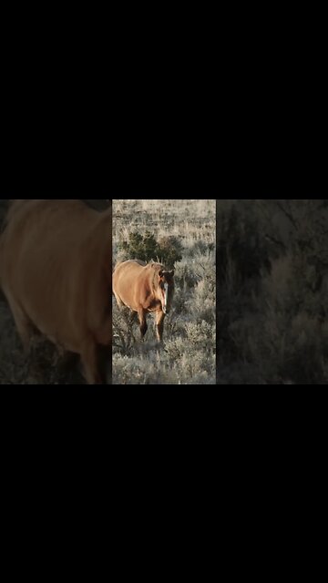 Wild Horses Slow Motion #wildlifephotography #photography #wildlife