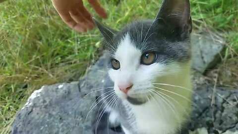 Build Up Tapping On A Cat