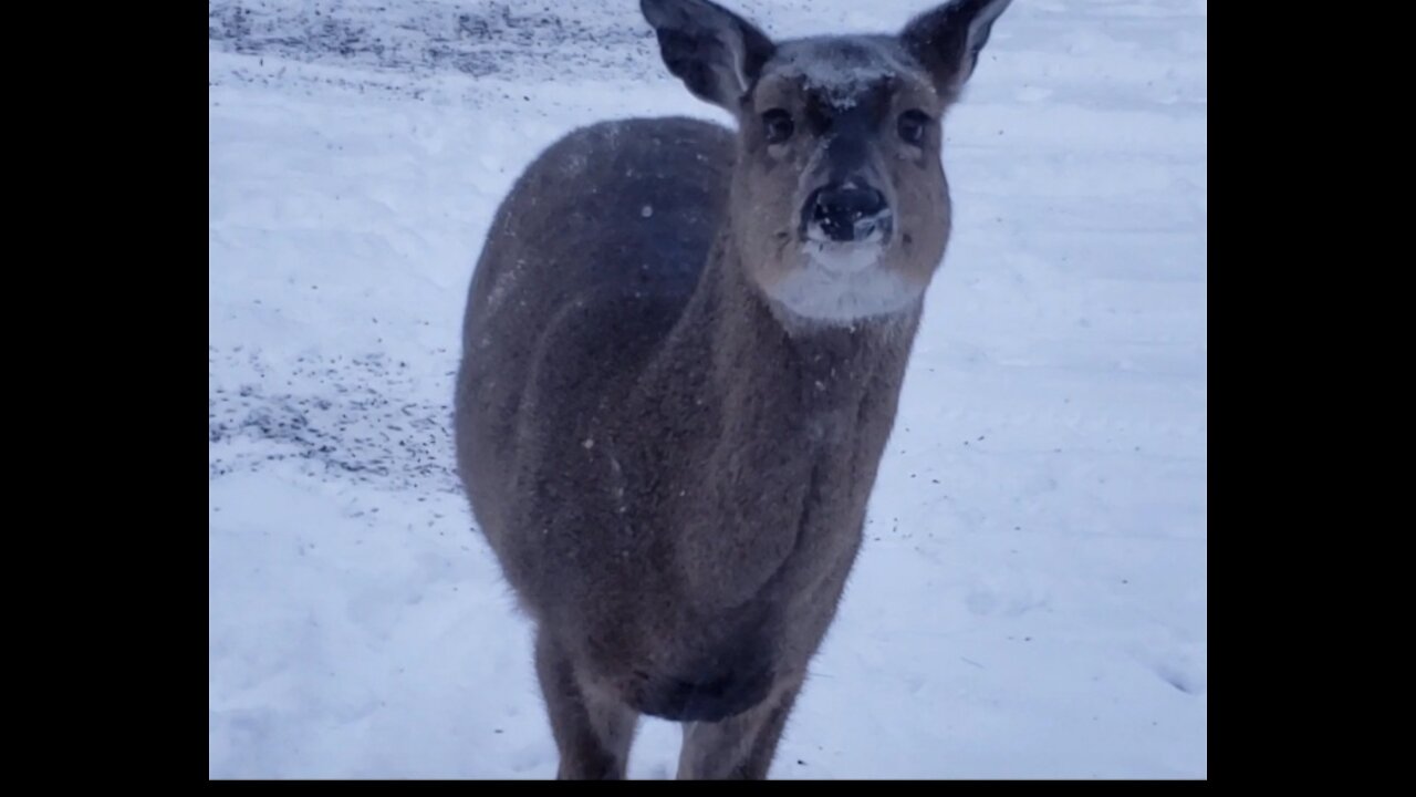 Whitetail at window eating