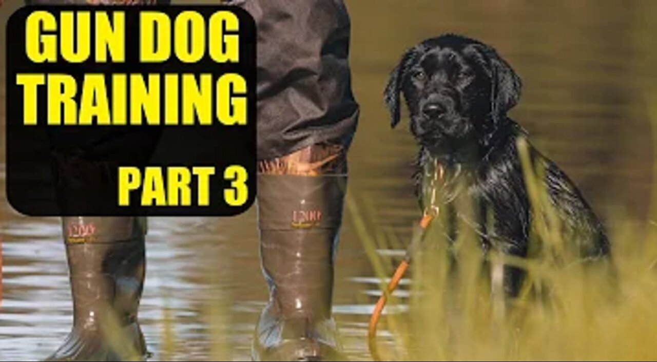 Training A Duck Dog | Pt. 3