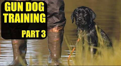 Training A Duck Dog | Pt. 3