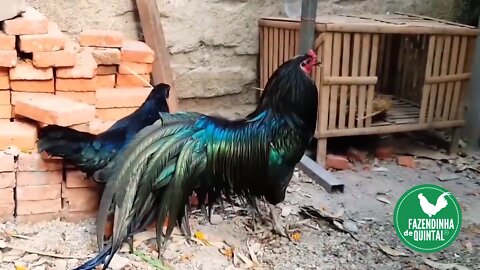 O Fabuloso Galo de Sumatra (The Fabulous Rooster of Sumatra)