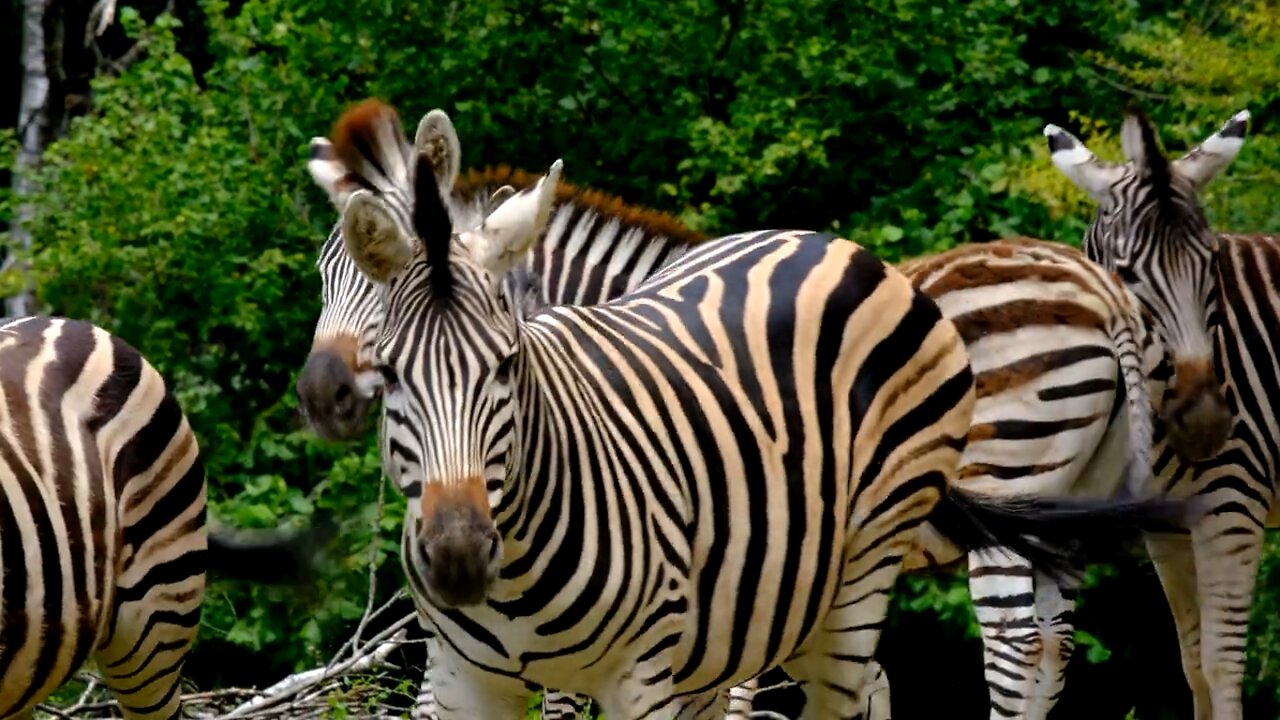 Zebra Family