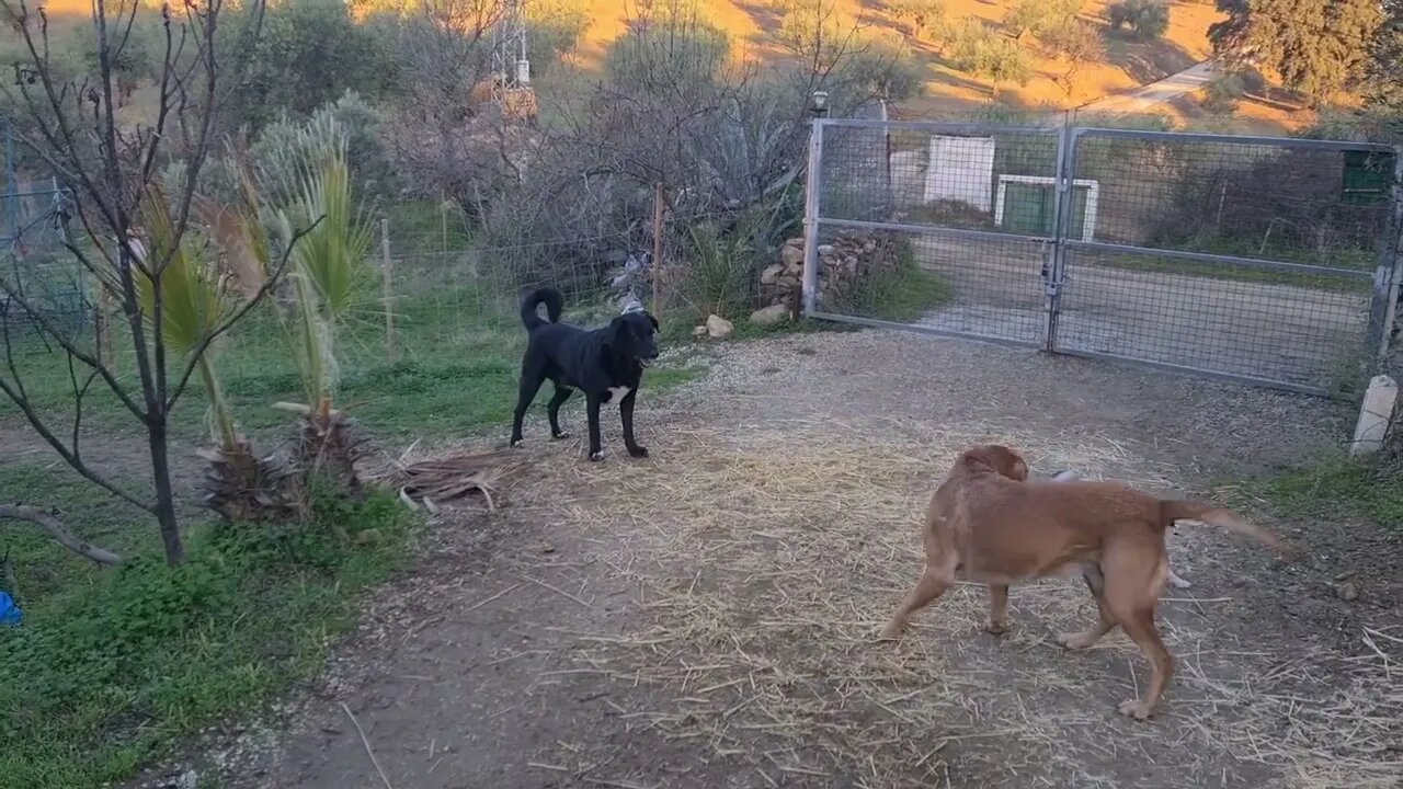 It's a dog's life 🐕