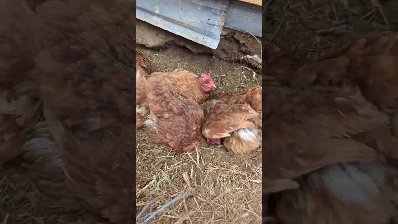 #chickens #shorts