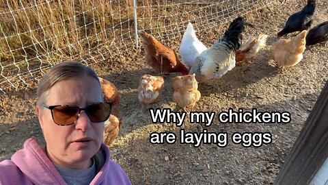 Why my chicken are not laying eggs