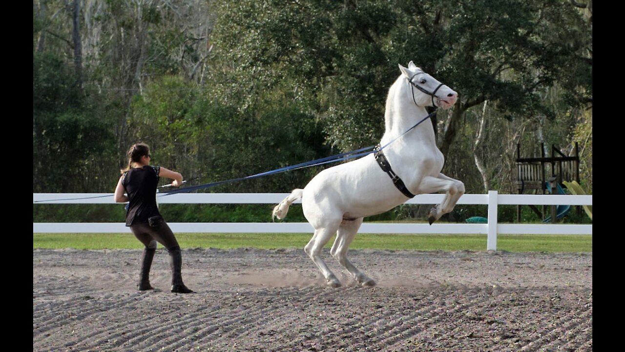 Royal Lipizzan Stallions - Performance