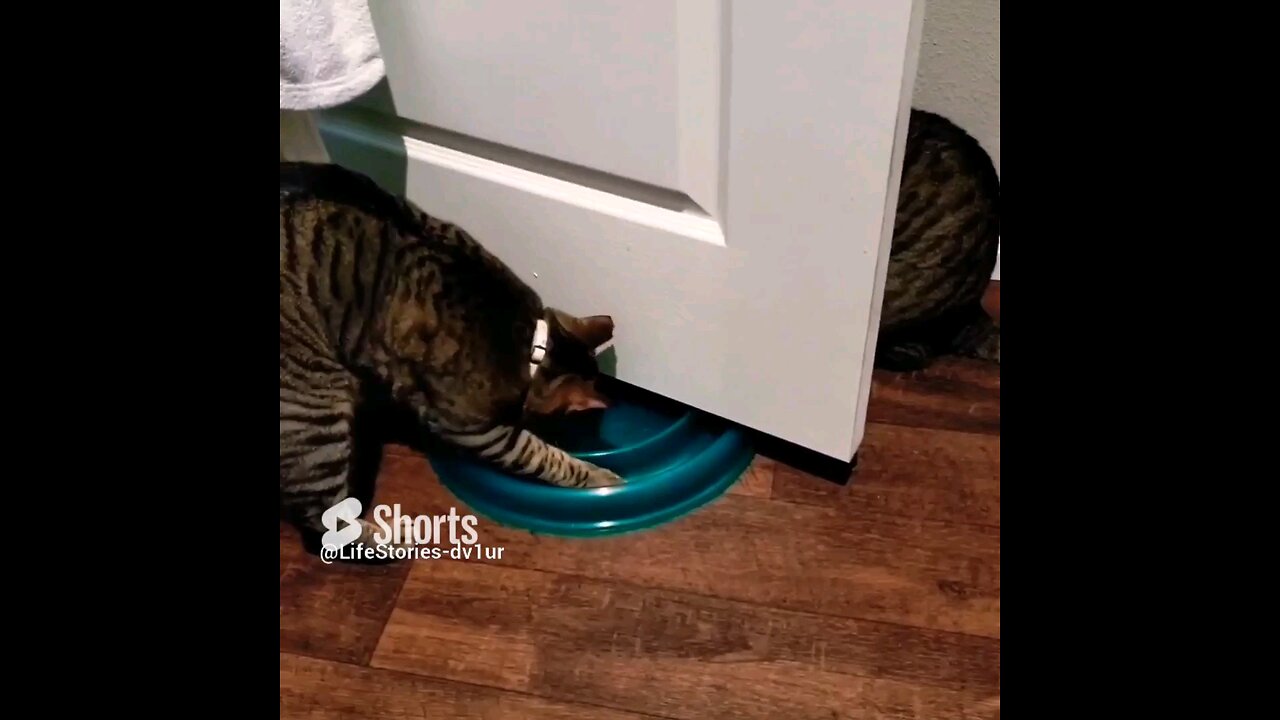 Cat siblings play together #cats #shorts #tabbycat #cute #catlover