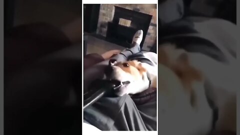 funny dog video.