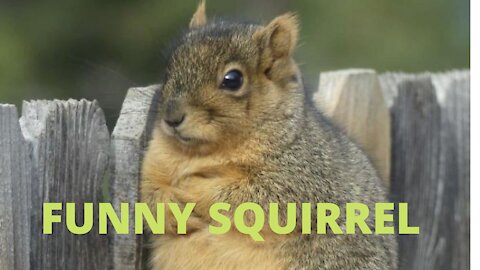 Funny Squirrel Feeding
