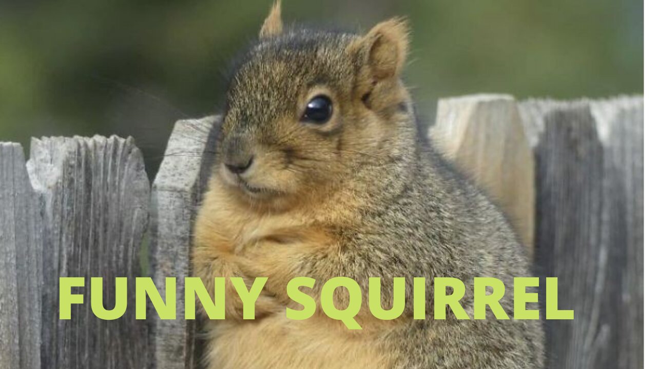 Funny Squirrel Feeding