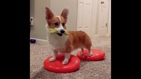 RELAXING MUSIC WITH FUNNY PETS CUTE DOGS AND CATS PETS R FUNNY COMPILATION MARCH 2021