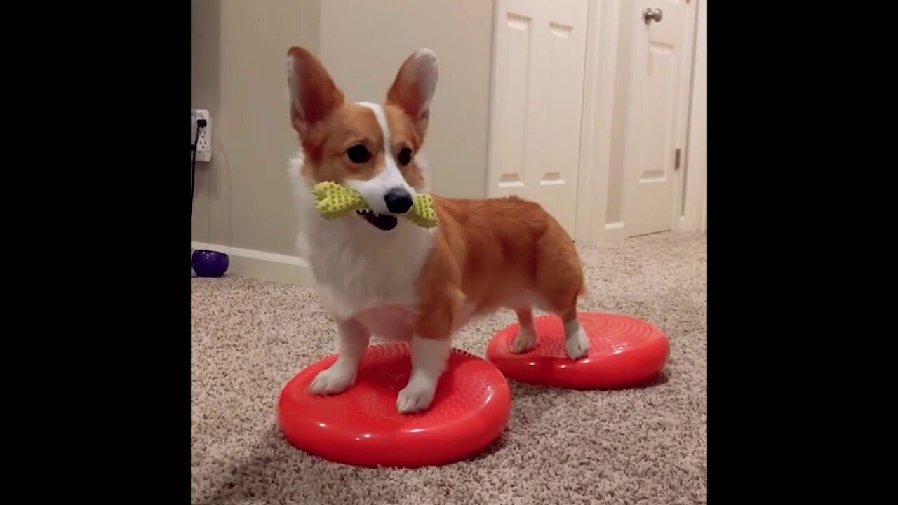 RELAXING MUSIC WITH FUNNY PETS CUTE DOGS AND CATS PETS R FUNNY COMPILATION MARCH 2021