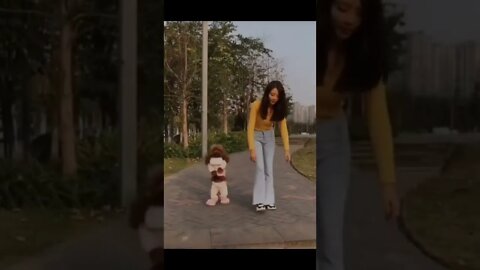 #shorts Смешные Собаки Из Тик Тока 187 Funny Dogs From Tiktok