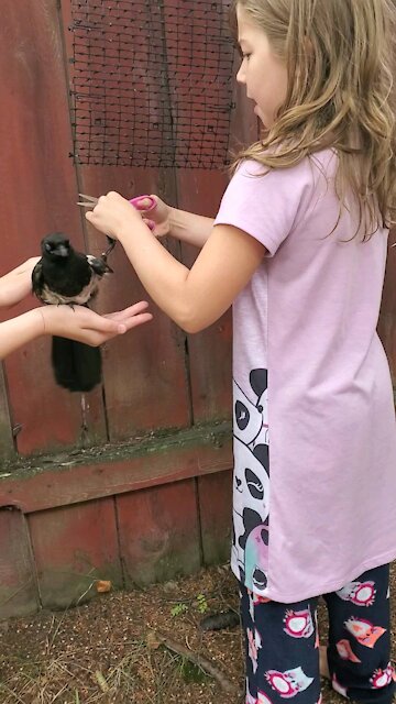 Kids save Magpie caught in fence