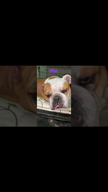 [Shorts 0110] MIA [#dogs #doggos #doggies #puppies #dogdaycare]