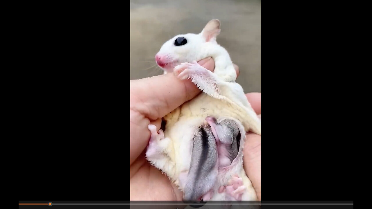 Cute Baby Sugar glider in Mother's Pouch #shorts #sugarglider #sugarglidercare #cute #animals