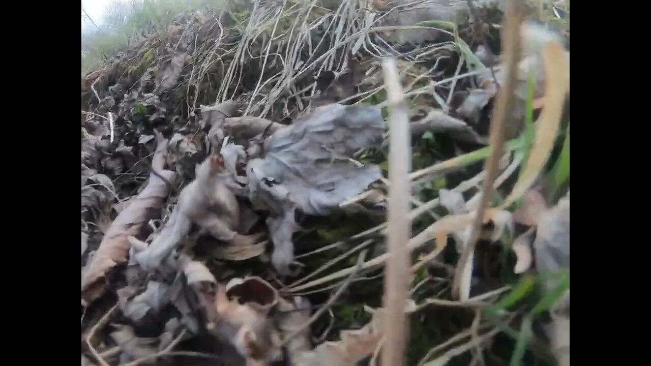 First Morel Mushrooms of 2023 in Central Illinois #Morels #Mushrooms #MorelHunting